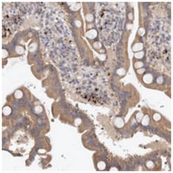 B3GNTL1 Rabbit anti-Human, Polyclonal Antibody, Abnova 100 &mu;L | Buy Online | Abnova Corporation | Fisher Scientific