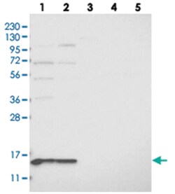 MRPL41 Rabbit anti-Human, Polyclonal Antibody, Abnova 100&mu;L; Unlabeled:Antibodies,