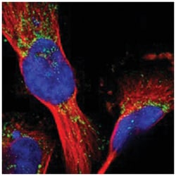 MRPL41 Rabbit anti-Human, Polyclonal Antibody, Abnova 100&mu;L; Unlabeled:Antibodies,