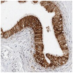 FAM213A Rabbit anti-Human, Polyclonal Antibody, Abnova 100 &mu;L | Buy Online | Abnova Corporation | Fisher Scientific