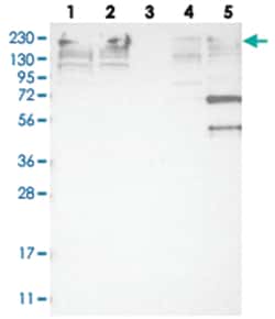 NUP205, Rabbit, Polyclonal Antibody, Abnova 100&mu;L; Unlabeled:Antibodies,