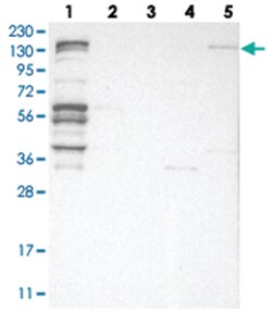 FAM83H Rabbit anti-Human, Polyclonal Antibody, Abnova 100 &mu;L | Buy Online | Abnova Corporation | Fisher Scientific