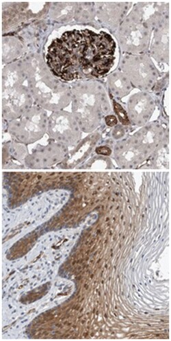 FAM83H Rabbit anti-Human, Polyclonal Antibody, Abnova 100 &mu;L | Buy Online | Abnova Corporation | Fisher Scientific