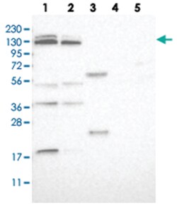 SLC38A10 Rabbit anti-Human, Polyclonal Antibody, Abnova 100 &mu;L | Buy Online | Abnova Corporation | Fisher Scientific
