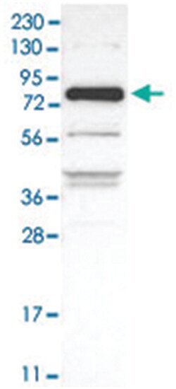 ZNF295, Rabbit, Polyclonal Antibody, Abnova 100&mu;L; Unlabeled:Antibodies,