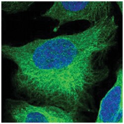 TACC1 Rabbit anti-Human, Polyclonal Antibody, Abnova 100 &mu;L | Buy Online | Abnova | Fisher Scientific