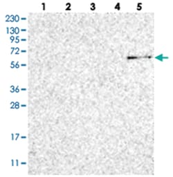 ZNF677 Rabbit anti-Human, Polyclonal Antibody, Abnova 100 &mu;L | Buy Online | Abnova Corporation | Fisher Scientific