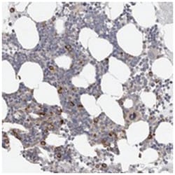 FBXO43 Rabbit anti-Human, Polyclonal Antibody, Abnova 100 &mu;L | Buy Online | Abnova Corporation | Fisher Scientific