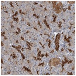 C8orf47 Rabbit anti-Human, Polyclonal Antibody, Abnova 100 &mu;L | Buy Online | Abnova Corporation | Fisher Scientific