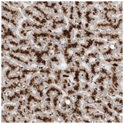GGH Rabbit anti-Human, Polyclonal Antibody, Abnova 100&mu;L; Unlabeled:Antibodies,