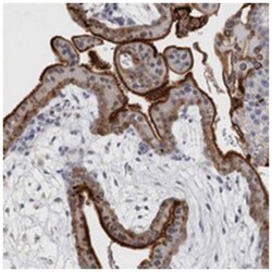 DNAJC24 Rabbit anti-Human, Polyclonal Antibody, Abnova 100 &mu;L | Buy Online | Abnova Corporation | Fisher Scientific