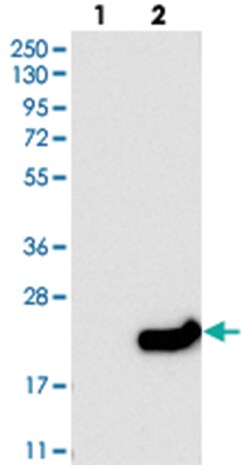 DNAJC24 Rabbit anti-Human, Polyclonal Antibody, Abnova 100 &mu;L | Buy Online | Abnova Corporation | Fisher Scientific