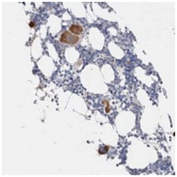 CNPY4 Rabbit anti-Human, Polyclonal Antibody, Abnova 100 &mu;L | Buy Online | Abnova Corporation | Fisher Scientific