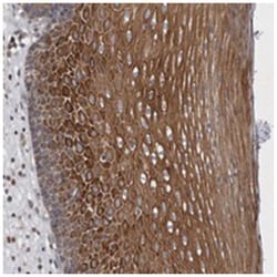 BZRAP1 Rabbit anti-Human, Polyclonal Antibody, Abnova 100&mu;L; Unlabeled:Antibodies,