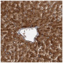 C8orf47 Rabbit anti-Human, Polyclonal Antibody, Abnova 100 &mu;L | Buy Online | Abnova Corporation | Fisher Scientific