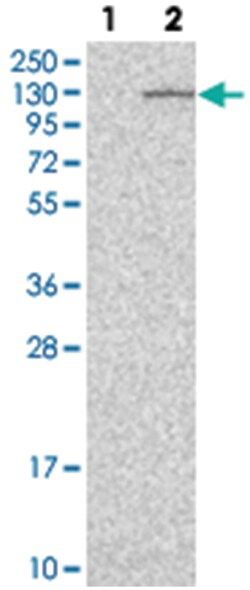 MTBP Rabbit anti-Human, Polyclonal Antibody, Abnova 100 &mu;L | Buy Online | Abnova Corporation | Fisher Scientific