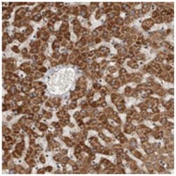 SERAC1 Rabbit anti-Human, Polyclonal Antibody, Abnova 100&mu;L; Unlabeled:Antibodies,