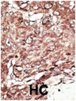 PRMT7 Rabbit anti-Human, Polyclonal Antibody, Abnova 400 &mu;L | Buy Online | Abnova | Fisher Scientific