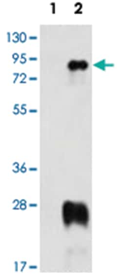 PRMT7 Rabbit anti-Human, Polyclonal Antibody, Abnova 400 &mu;L | Buy Online | Abnova | Fisher Scientific