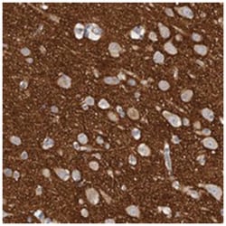EDEM3 Rabbit anti-Human, Polyclonal Antibody, Abnova 100&mu;L; Unlabeled:Antibodies,