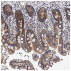 BAT2D1 Rabbit anti-Human, Polyclonal Antibody, Abnova 100&mu;L; Unlabeled:Antibodies,