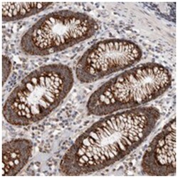 MRPL37 Rabbit anti-Human, Polyclonal Antibody, Abnova 100&mu;L; Unlabeled:Antibodies,