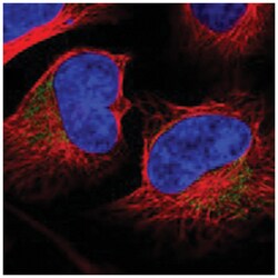 MRPL37 Rabbit anti-Human, Polyclonal Antibody, Abnova 100 &mu;L | Buy Online | Abnova Corporation | Fisher Scientific