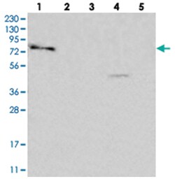 SYTL5 Rabbit anti-Human, Polyclonal Antibody, Abnova 100μL; Unlabeled:Antibodies,