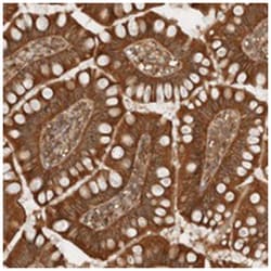 ARFGEF2 Rabbit anti-Human, Polyclonal Antibody, Abnova 100&mu;L; Unlabeled:Antibodies,