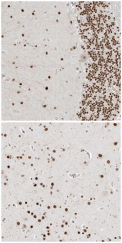 HNRNPR, Rabbit, Polyclonal Antibody, Abnova 100&mu;L; Unlabeled:Antibodies,