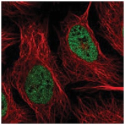 HNRNPR, Rabbit, Polyclonal Antibody, Abnova 100&mu;L; Unlabeled:Antibodies,