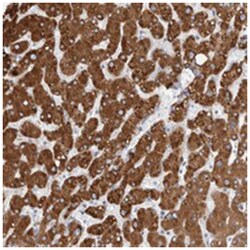 MUC15, Rabbit, Polyclonal Antibody, Abnova 100 &mu;L | Buy Online | Abnova Corporation | Fisher Scientific