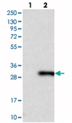 RAB14, Rabbit, Polyclonal Antibody, Abnova 100 &mu;L | Buy Online | Abnova Corporation | Fisher Scientific