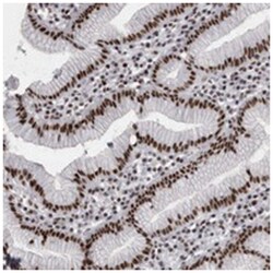 SNRNP40 Rabbit anti-Human, Polyclonal Antibody, Abnova 100&mu;L; Unlabeled:Antibodies,