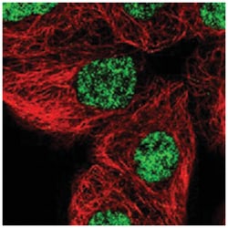SNRNP40 Rabbit anti-Human, Polyclonal Antibody, Abnova 100&mu;L; Unlabeled:Antibodies,