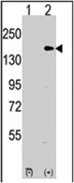 EHMT1 Rabbit anti-Human, Polyclonal Antibody, Abnova 400 &mu;L | Buy Online | Abnova Corporation | Fisher Scientific