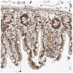 GINS4 Rabbit anti-Human, Polyclonal Antibody, Abnova 100 &mu;L | Buy Online | Abnova Corporation | Fisher Scientific