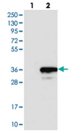 GINS4 Rabbit anti-Human, Polyclonal Antibody, Abnova 100 &mu;L | Buy Online | Abnova Corporation | Fisher Scientific