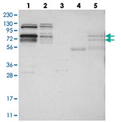 RBM28 Rabbit anti-Human, Polyclonal Antibody, Abnova 100 &mu;L | Buy Online | Abnova Corporation | Fisher Scientific