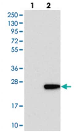 C1orf64 Rabbit anti-Human, Polyclonal Antibody, Abnova 100 &mu;L | Buy Online | Abnova Corporation | Fisher Scientific
