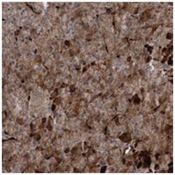 MPDZ Rabbit anti-Human, Polyclonal Antibody, Abnova 100 &mu;L | Buy Online | Abnova Corporation | Fisher Scientific