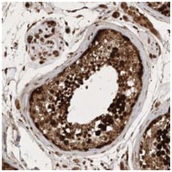 C7orf46 Rabbit anti-Human, Polyclonal Antibody, Abnova 100 &mu;L | Buy Online | Abnova Corporation | Fisher Scientific