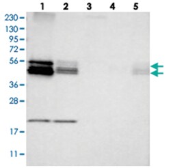 BNIP2 Rabbit anti-Human, Rat, Polyclonal Antibody, Abnova 100 &mu;L | Buy Online | Abnova Corporation | Fisher Scientific