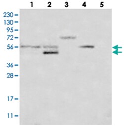MINPP1 Rabbit anti-Human, Polyclonal Antibody, Abnova 100&mu;L; Unlabeled:Antibodies,