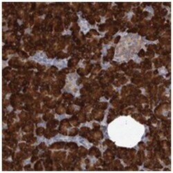 MINPP1 Rabbit anti-Human, Polyclonal Antibody, Abnova 100&mu;L; Unlabeled:Antibodies,