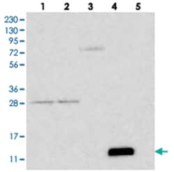 FCER1G, Rabbit, Polyclonal Antibody, Abnova 100 &mu;L | Buy Online | Abnova Corporation | Fisher Scientific
