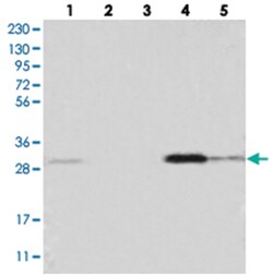 WDR33, Rabbit, Polyclonal Antibody, Abnova 100&mu;L; Unlabeled:Antibodies,