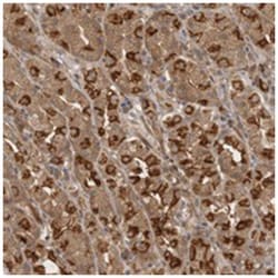 CLEC12B, Rabbit, Polyclonal Antibody, Abnova 100 &mu;L | Buy Online | Abnova Corporation | Fisher Scientific