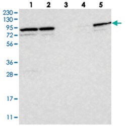 PARP6 Rabbit anti-Human, Rat, Polyclonal Antibody, Abnova 100&mu;L; Unlabeled:Antibodies,