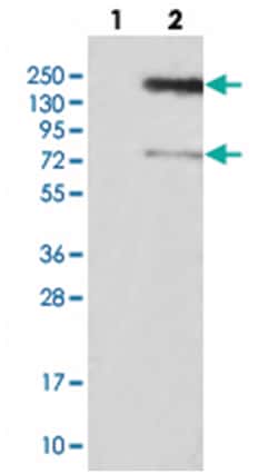 PRDM10, Rabbit, Polyclonal Antibody, Abnova 100 &mu;L | Buy Online | Abnova Corporation | Fisher Scientific
